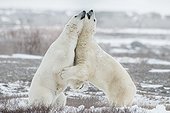 Hug me - two polar bear hugginh during a fight