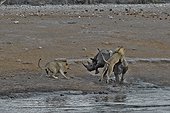 This Black Rhino has stumbled into a cavity and tipped into the water point. After many difficulties given the apic submerged banks, he managed to climb out of the water but the three lions were nearby came closer and went on the attack.