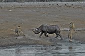 This Black Rhino has stumbled into a cavity and tipped into the water point. After many difficulties given the apic submerged banks, he managed to climb out of the water but the three lions were nearby came closer and went on the attack.