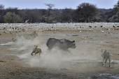 This Black Rhino has stumbled into a cavity and tipped into the water point. After many difficulties given the apic submerged banks, he managed to climb out of the water. Three lions took the opportunity to attack the rhino at the exit of the water.