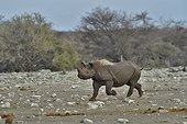 Black Rhino who managed to repel the attack of three lions.