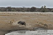 This Black Rhino has stumbled into a cavity and tipped into the water point. After many difficulties, given the sheer submerged banks, he managed to climb out of the water. Three Lions took advantage of this opportunity to get close and attack it.