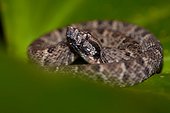 Common Lancehead (Bothrops atrox) - Petit-Saut - French Guiana