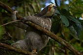 Pale-throated Sloth or Three-toed Sloth (Bradypus tridactylus) - Matiti - French Guiana