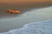 Olive Ridley sea turtle or Pacific Ridley sea turtle (Lepidochelys olivacea) - Cayenne - Remire-Montjoly beach - French Guiana