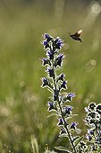 Moro-sphinx (Macroglossum stellatarum) foraging hovering