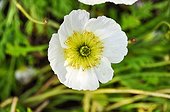Buttercup flower in a garden