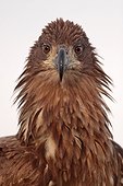 Portrait of a White-tailed Eagle ruffled