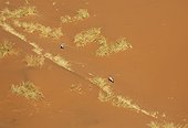 Gemsbok (Oryx gazella) - At the steep slope of a high dune in the Namib Desert. Aerial view from a hot-air balloon. Namib-Naukluft National Park, Namibia.