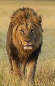 Lion (Panthera leo) - Male, walking. Savuti, Chobe National Park, Botswana.