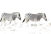Burchell's Zebra (Equus quagga burchelli) - Roaming. Etosha National Park, Namibia. This image has been taken with a very high ASA setting, hence the overexposure.