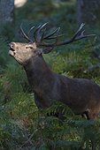 Red Deer (Cervus elaphus) during slab