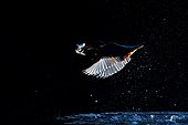 European Kingfisher in flight after fishing against the light