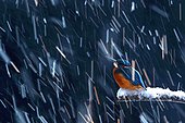 European Kingfisher on a snowy branch and snowfall in image motion. Photo taken in double exposure
