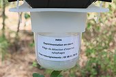 insect trap detection boring experimentally by INRA, Forest Lazaretto, Anglet (64).
