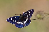 Butterfly (Azuritis reducta), Foraging Scabiosa at spring, Plaine des Maures, Les Mayons, Provence-Alpes-Côte d'Azur, France
