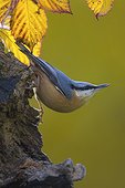 Wood Nuthatch (Sitta europaea), On an old trunk in fall, Country garden, Lorraine, France