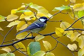Great Tit (Parus major), Put on an European hornbeam branch in the fall in a country garden, Lorraine, France