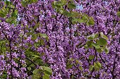 Judas tree in bloom Luzarches, Jardin, Val-d'Oise, France