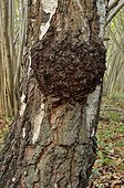 Burr (or Burl) on a silver birch, Chaumontel, Forêt de Coye, Val-d'Oise, France
