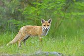 Young Red Fox, Vulpes vulpes, Hesse, Germany, Europe