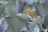 Skylark (Alauda arvensis), Hesse, Germany, Europe