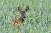 Western Roe Deer (Capreolus capreolus) in Corn Field, Roebuck, Hesse, Germany, Europe