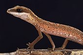 Cat gecko (Aeluroscalabotes felinus felinus), Malaysia