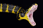 Mangrove snake (Boiga dendrophila), Indonesia