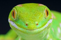Gecko (Naultinus grayii), Northland, nouvelle Zélande