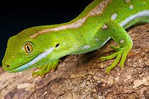 Gecko (Naultinus grayii), Northland, nouvelle Zélande