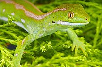 Gecko (Naultinus grayii), Northland, nouvelle Zélande