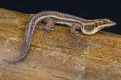 Pronk's day gecko (Phelsuma pronki), Madagascar