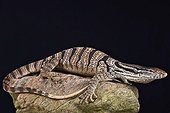Caspian monitor (Varanus griseus caspius), Iran