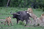 Lion (Panthera leo) et Buffle (Syncerus caffer), attaque crépusculaire, Masaï Mara, Kenya