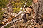 Brown bear (Ursus arctos), Bavarian Forest National Park, Germany