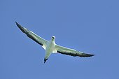 Cape Gannet (Morus capensis) in flight, Namibia