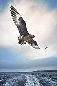 Great skua (Stercorarius skua) in flight, Shetland, UK