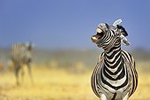 Plains zebra (Equus quagga), Etosha, Namibia