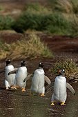Gentoo penguins (Pygoscelis papua), Sea Lion Island, Falkland Islands
