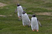 Gentoo penguins (Pygoscelis papua), Sea Lion Island, Falkland Islands