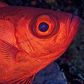 Moontail bullseye (Priacanthus hamrur) , Jackson Reef, Straits of Tiran , Egypt