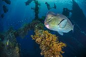 Green humphead parrotfish (Bolbometopon muricatum), Indonesia