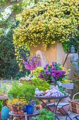 Table of flowers in spring, lilacs, Lady Banks' rose, Judas tree flowers, Provence, France