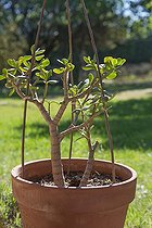 Crassula arborescens et tuteurs, Provence, France