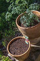 Freesia bulbs in a pot and common rue, Provence, France