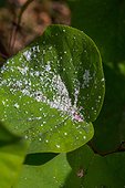 Aphids sloughed skins on a Judas tree leaf, Provence, France