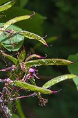 Aphids sloughed skins, on pods of a Judas tree, Provence, France
