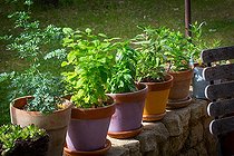 Collection of aromatic plants: mint, basil, rue, Provence, France