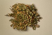 Rose of Jericho
